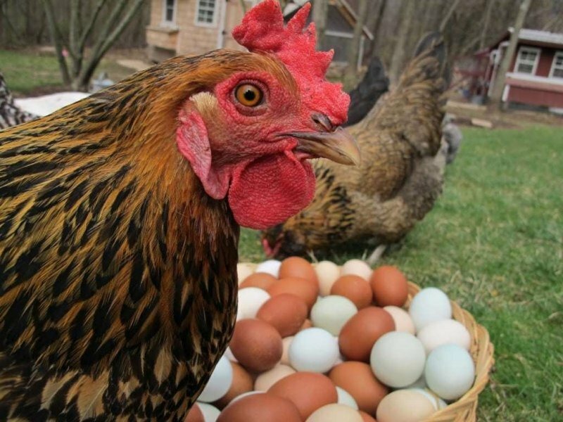 Яйця без півня і з півнем чим відрізняються, чи є різниця у смаку та поживності