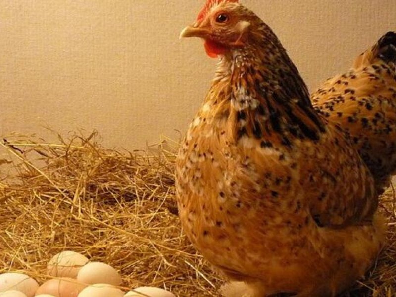 Яйця без півня і з півнем чим відрізняються, чи є різниця у смаку та поживності